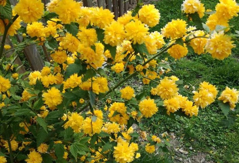 צימר Clos Charmille