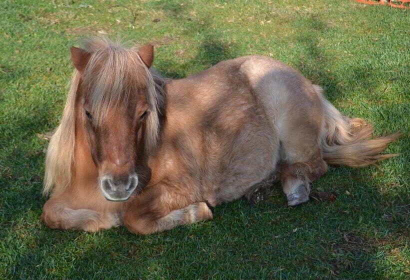 فندق La Piana Dell Erika