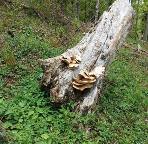 Отель Pensiunea Agroturistica Alexandra