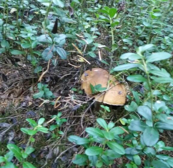 Отель Pensiunea Agroturistica Alexandra