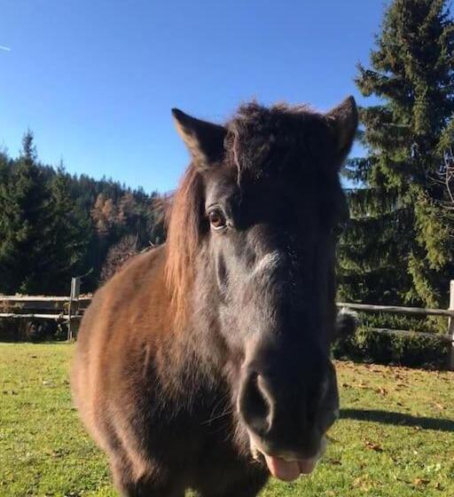 هتل Tourist Farm Kladje