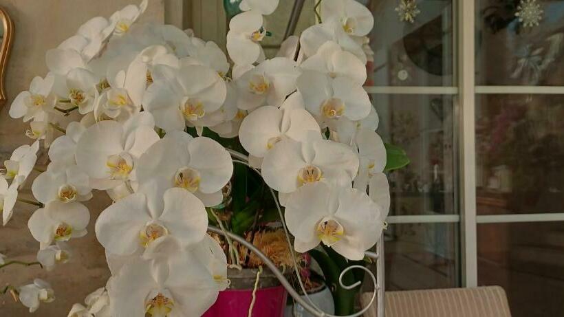 צימר Les Orchidees Chambre Hôtes Futuroscope Chasseneuil Poitiers