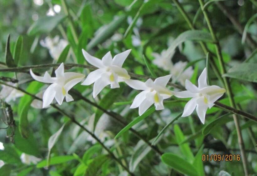 Пансион Batu Kapal Guest House & Jungle Trekking