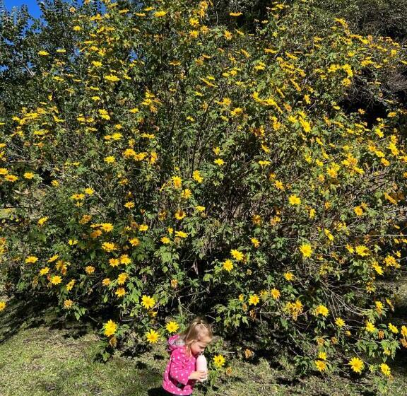 ユースホステル Pousada Chalés Da Casa Centenária