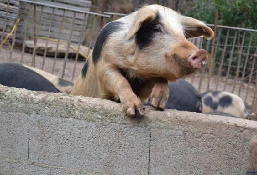 Bed and Breakfast Ferme U San Martinu