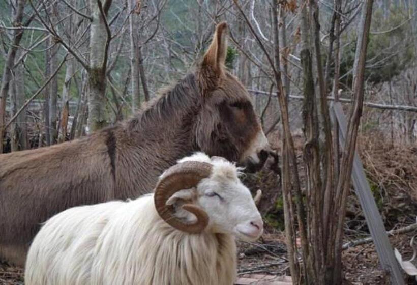 Bed and Breakfast Ferme U San Martinu