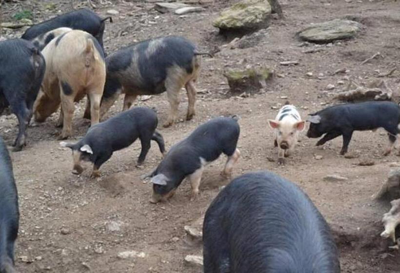 Bed and Breakfast Ferme U San Martinu