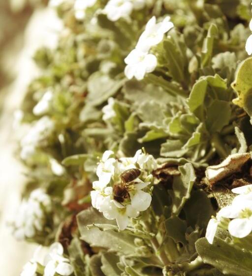 צימר Notre Bergerie