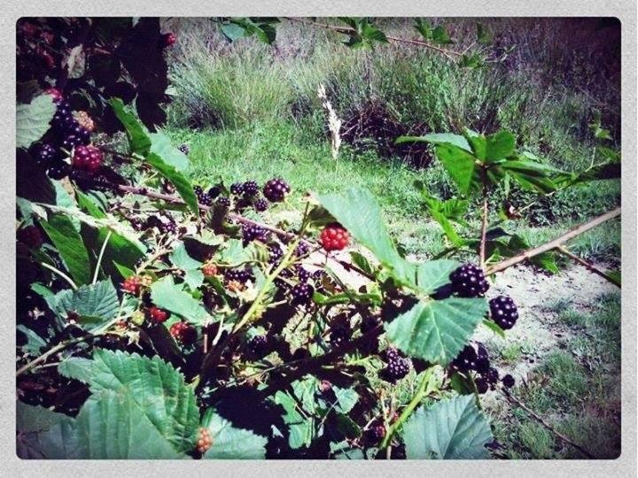 צימר Notre Bergerie