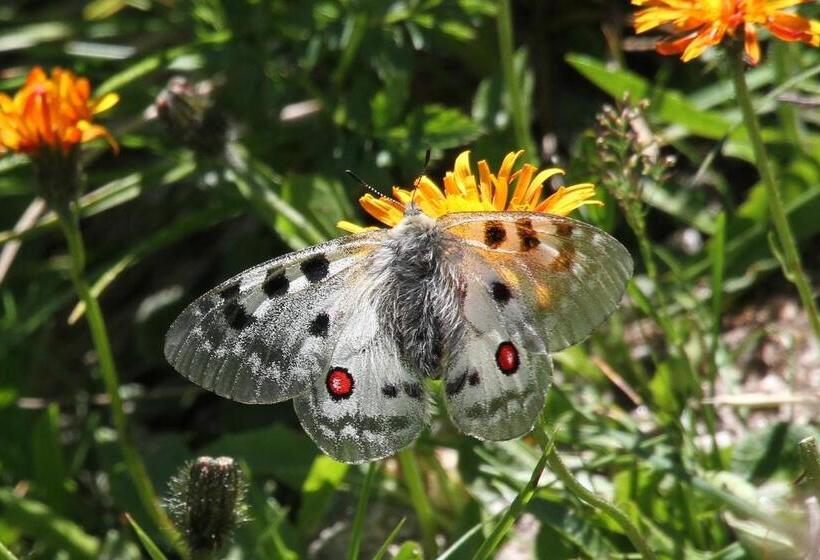 مبيت وإفطار Pension Dorfplatzl