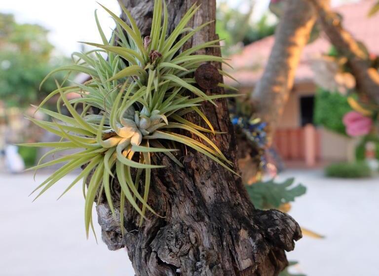 Boathouse Resort Suanphung