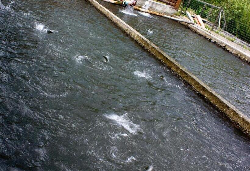 בית מלון כפרי Pensiunea Anca