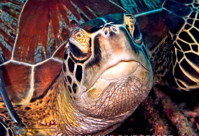 Magic Island Dive Resort