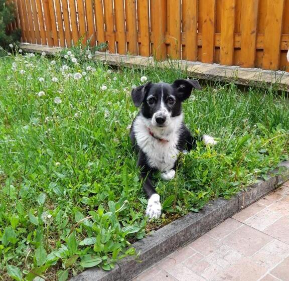 ペンション Guesthouse Mikuláš Mikulov   Free Parking In The City Center