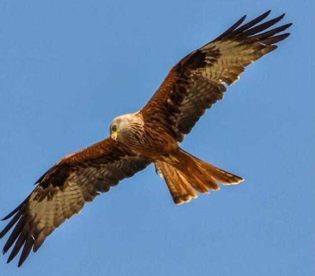 Chic Cottage Near Elan Valley And Builth Wells
