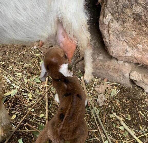 Отель Nubian Farm Aswan