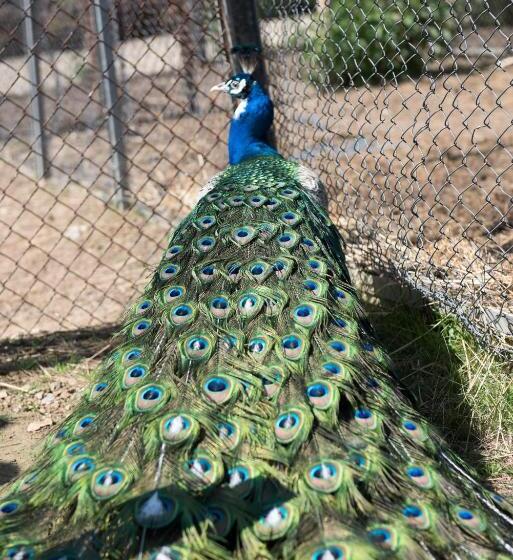 ペンション екокомплекс катунище