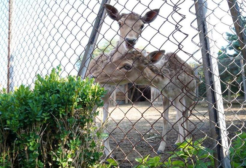 ペンション екокомплекс катунище
