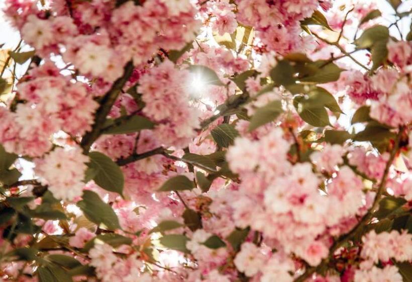 Hôtel кайзервальд клуб