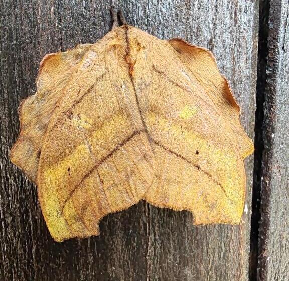 مبيت وإفطار La Ceiba Tree Lodge