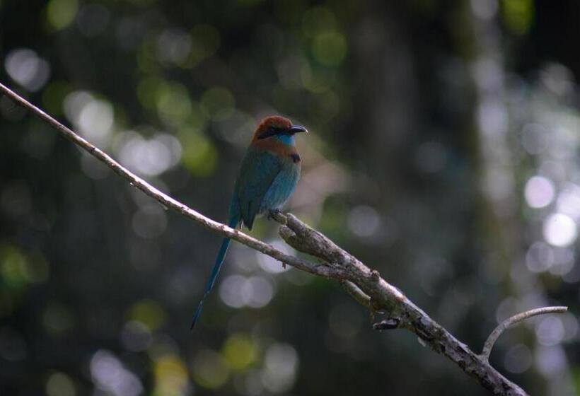 مبيت وإفطار La Ceiba Tree Lodge
