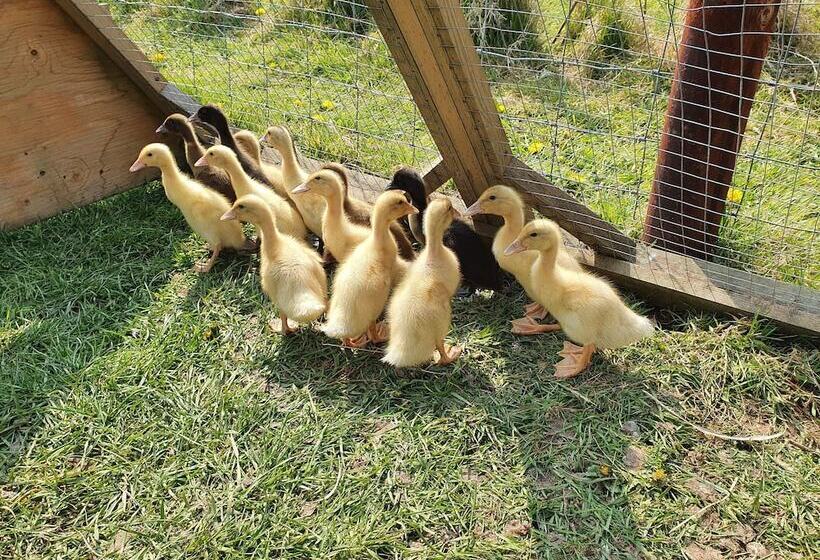 Double Decker Bus On An Alpaca Farm Sleeps 8, 5 Mins Drive To Dartmoor