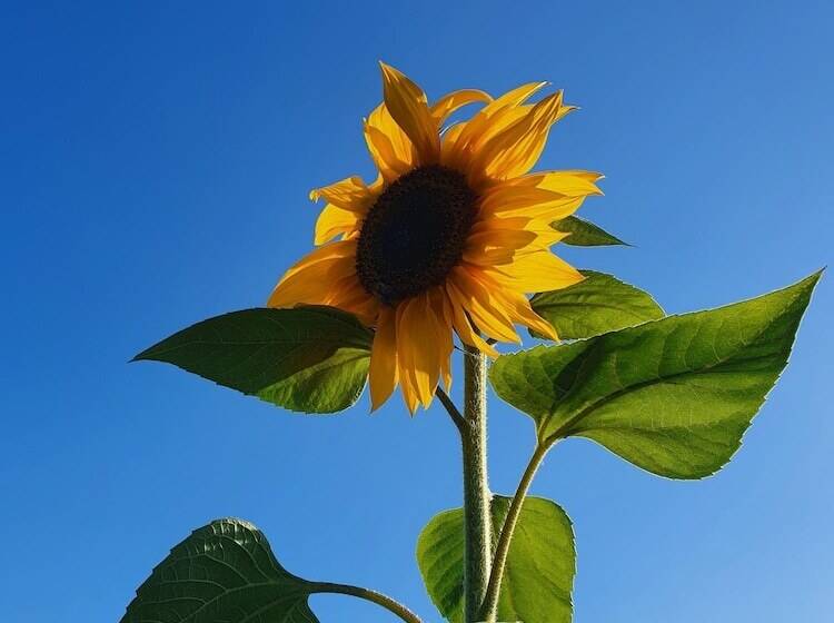 Double Decker Bus On An Alpaca Farm Sleeps 8, 5 Mins Drive To Dartmoor