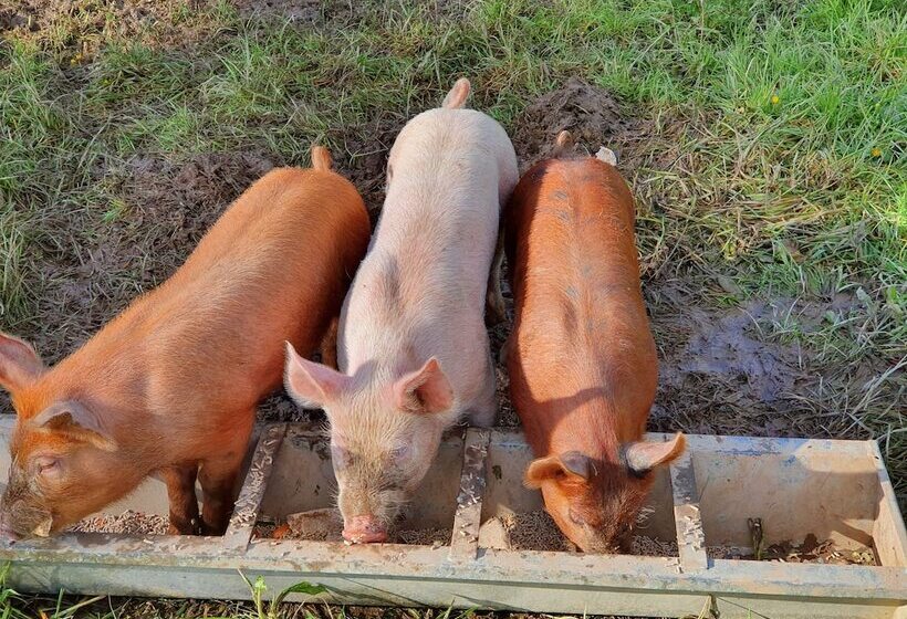 Double Decker Bus On An Alpaca Farm Sleeps 8, 5 Mins Drive To Dartmoor
