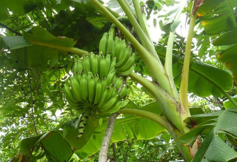 ユースホステル Posada Nativa Miss Casira