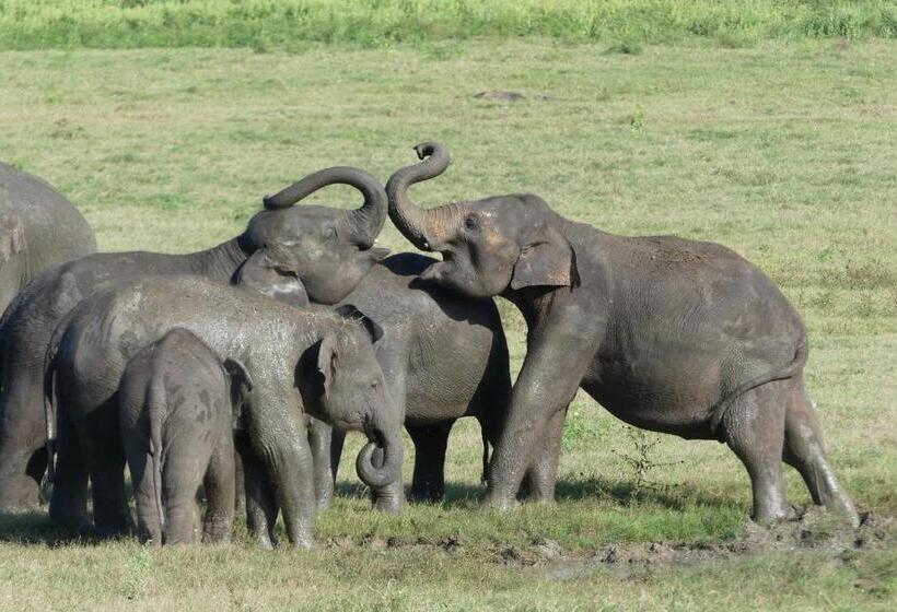 ベッドアンドブレックファースト Sigiriya Nature Resort