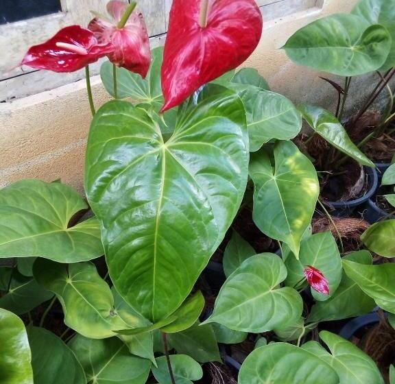 بنسيون Mirissa Niraj Guest