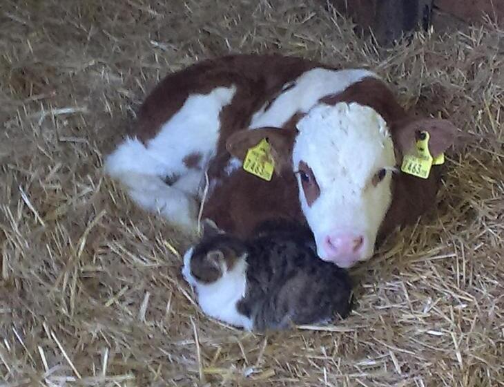 Bio  Erlebnis Bauernhof Thonnerhof