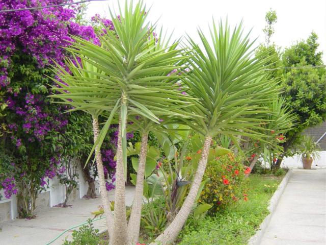 호텔 Antonio Conil