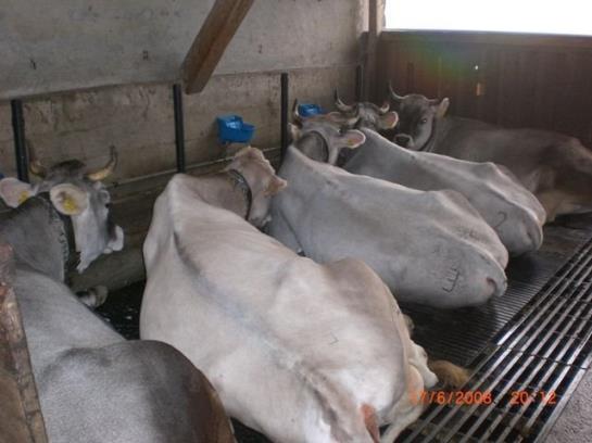 Bauernhof Gundelerhof