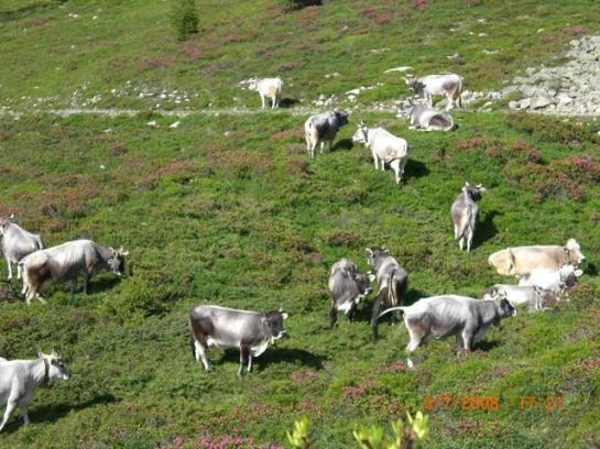 Bauernhof Gundelerhof