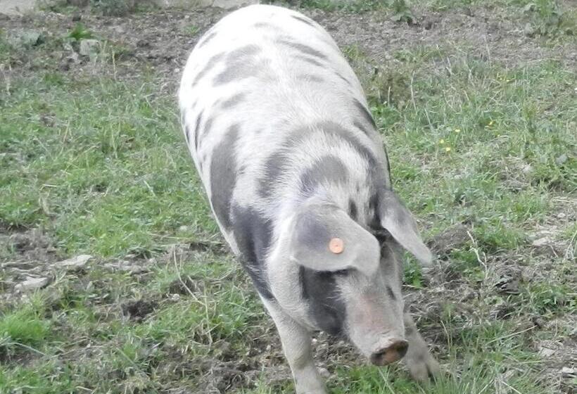 Отель Bio Bauernhof Anawander