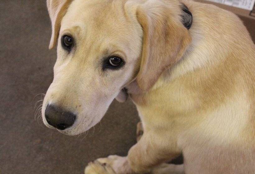 ホテル Cibolo Creek Ranch And Resort