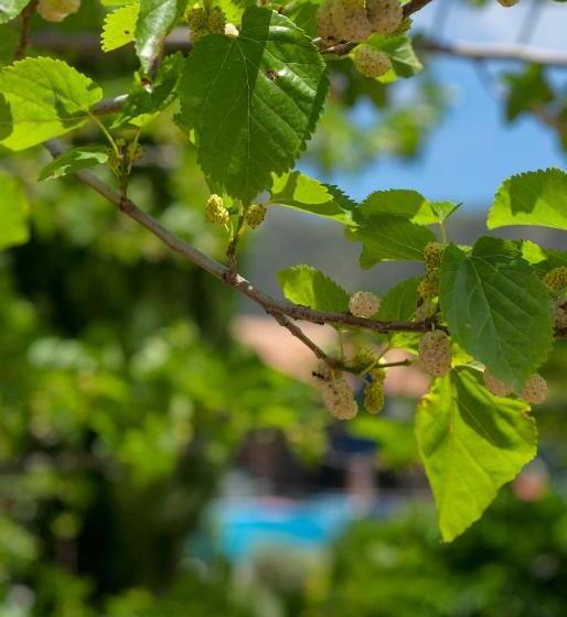 호텔 Efrosini Village