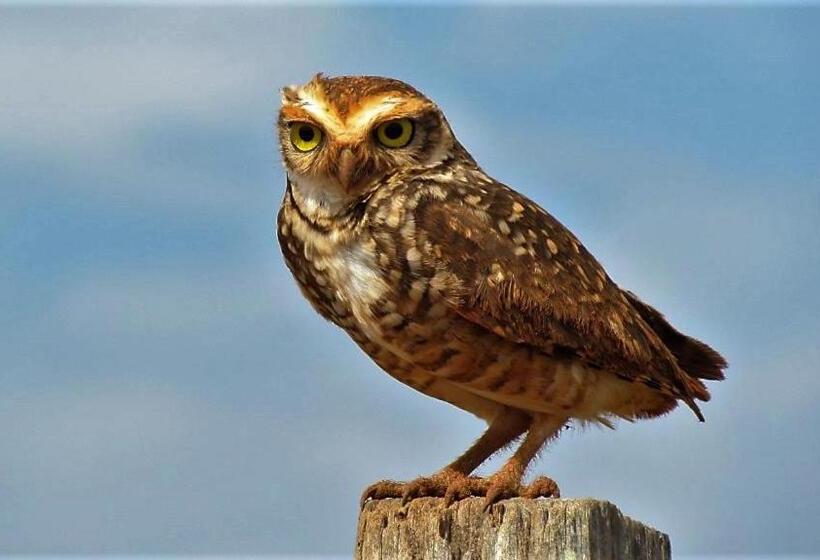 בית מלון כפרי Grimms Pousada De Contos