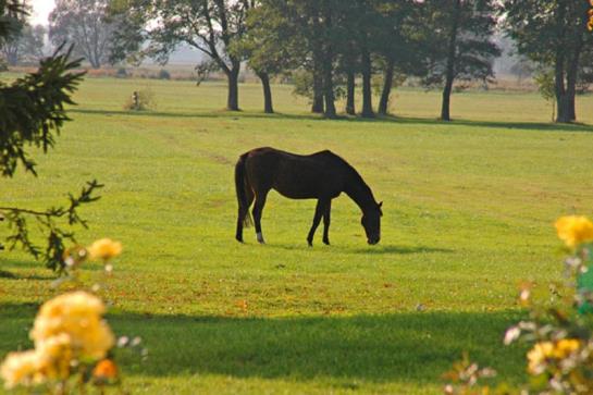 Отель Pensjonat Stadnina Red Lion Farm
