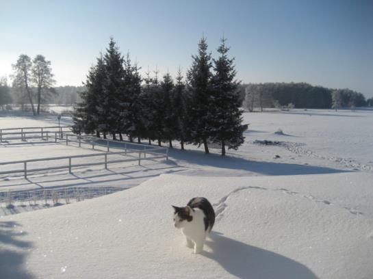 Отель Pensjonat Stadnina Red Lion Farm