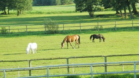 Отель Pensjonat Stadnina Red Lion Farm