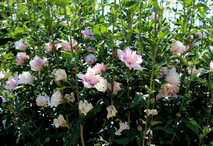 Joia Hotel & Luxury Apartments