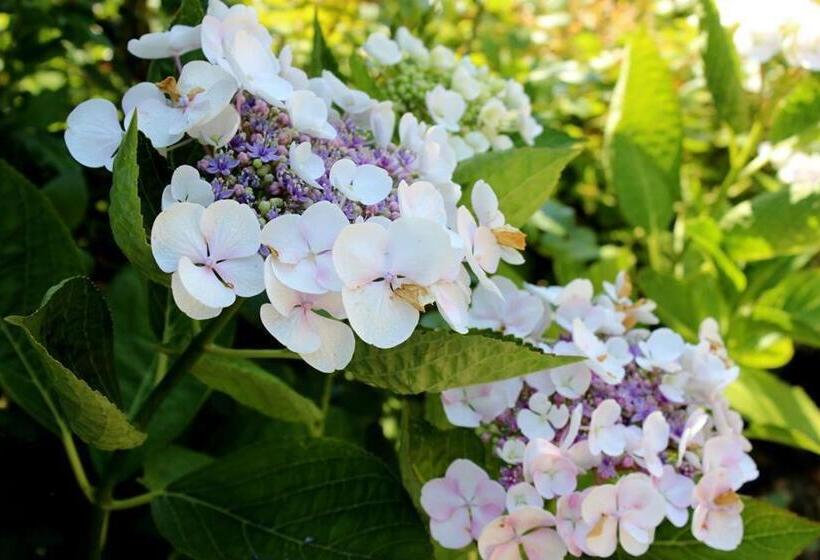 Joia Hotel & Luxury Apartments