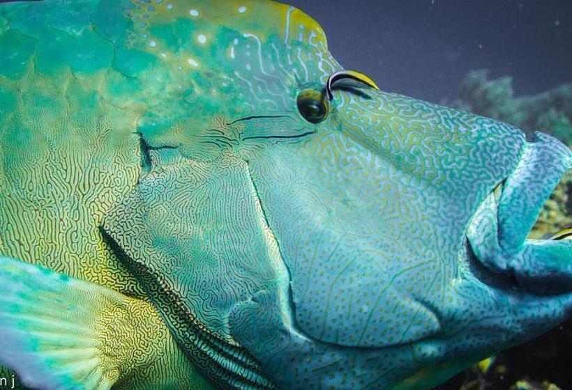 膳宿费 Blue Marlin Dive Komodo