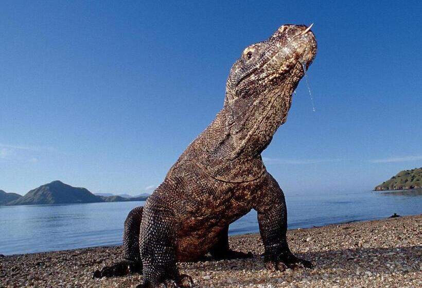 پانسیون Blue Marlin Dive Komodo