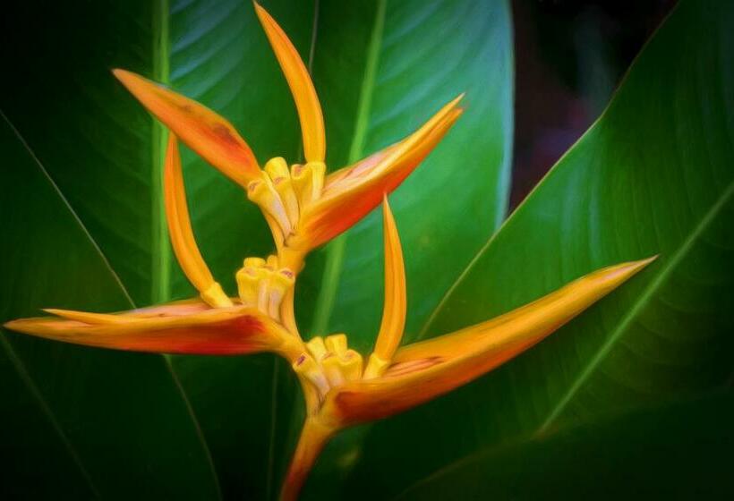 Atlantis Dive Resort Dumaguete