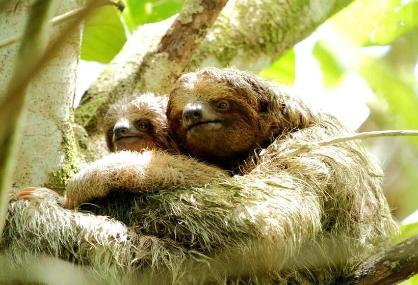 فندق Hacienda La Isla Lodge