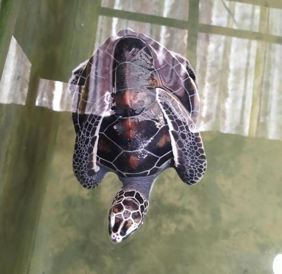 酒店 Lakma Sea View