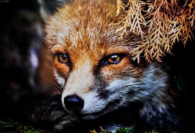 膳宿费 The Fox Hostel